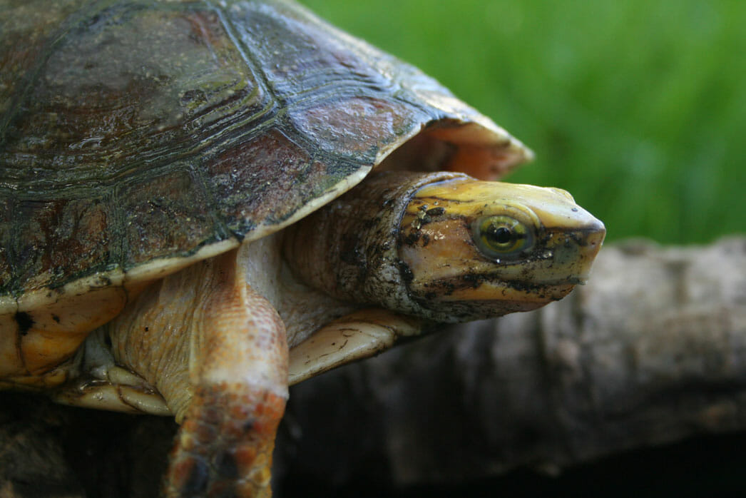 Mccord Box Turtle