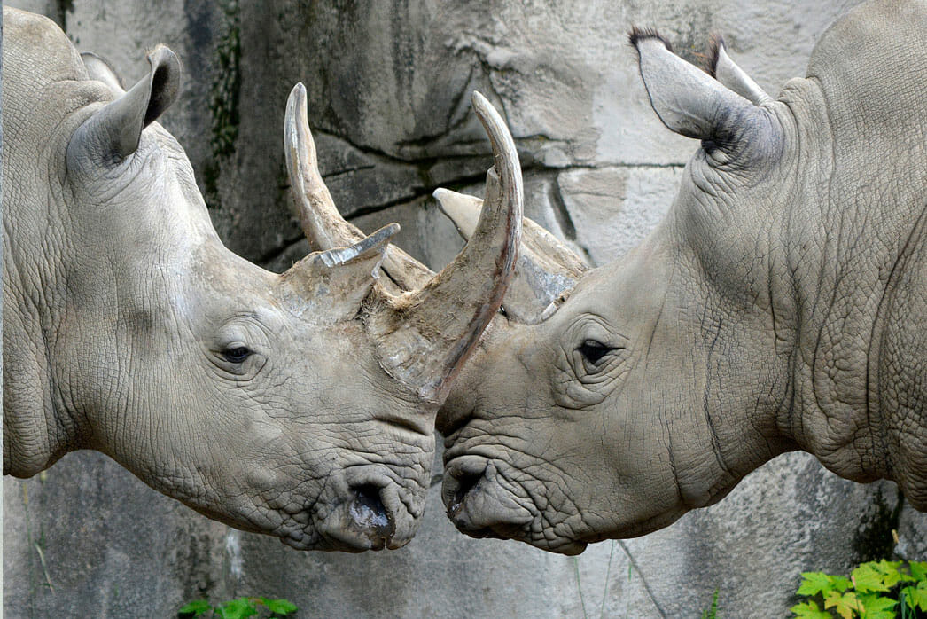 Rhinoceros - Detroit Zoo
