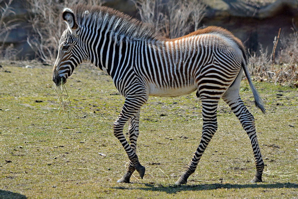 Zebra - Detroit Zoo