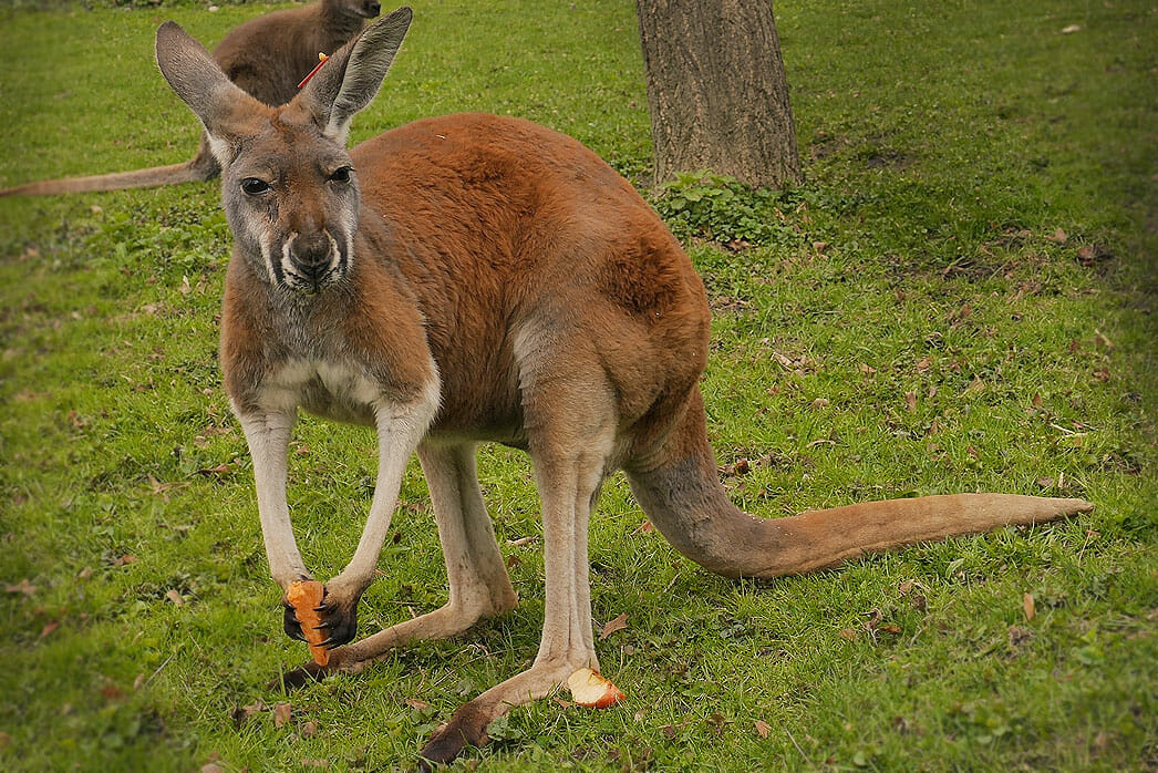 Red Kangaroo - photo by Joe Wells