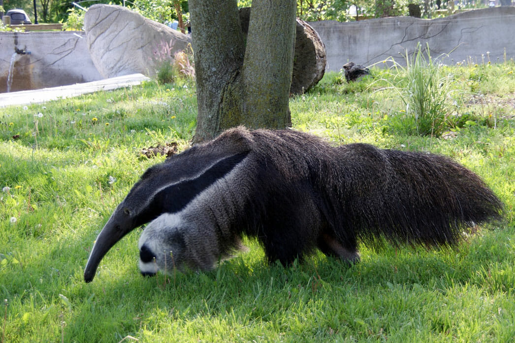 Anteater Zoo