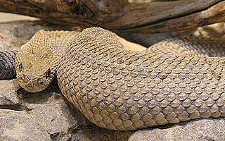 dzs-conservation--aruba-island-rattle-snake