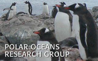 dzs-conservation--birds-PolarOceansResearchGroup