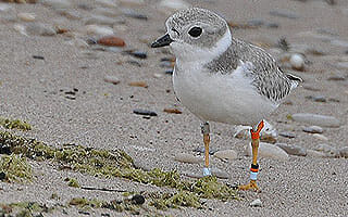 dzs-conservation--birds-gl-piping-plover