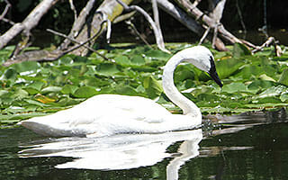 dzs-conservation--birds-trumpeter-swans