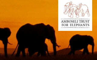 dzs-conservation--mammals-Amboseli_Elephants
