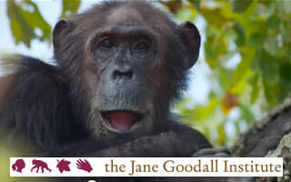 dzs-conservation--mammals-JaneGoodall