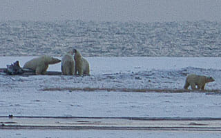 dzs-conservation--mammals-polar-bears