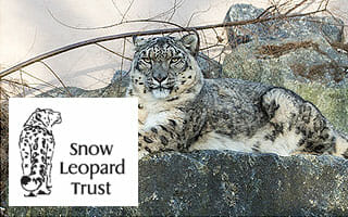 dzs-conservation--mammals-snow-leopard-trust