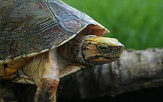 dzs-conservation-mccords-box-turtle