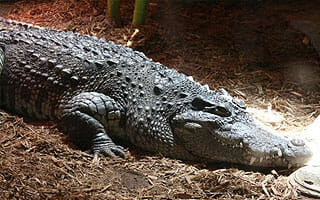 dzs-conservation--siamese-crocodile