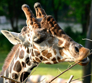 Detroit Zoo - Giraffe Encounter