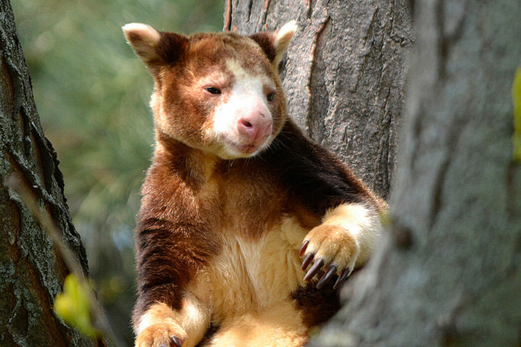 A tree Kangaroo, close-up