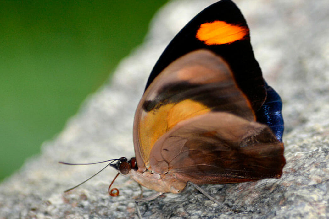 Detroit Zoo - Butterfly