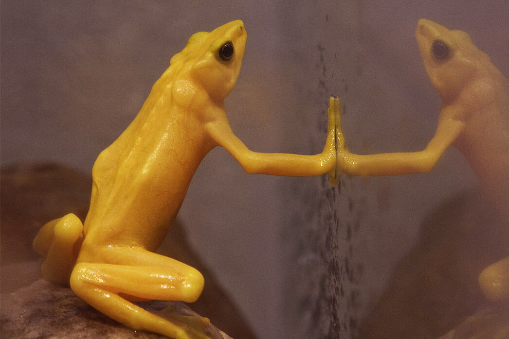 Panamanian golden frog - Detroit Zoo