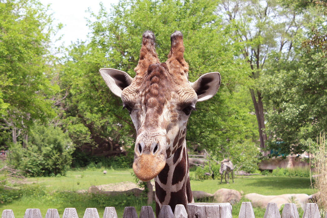 Detroit Zoo - Giraffe