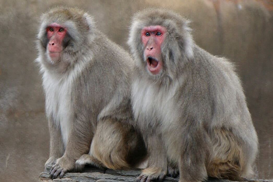 Macaque Detroit Zoo