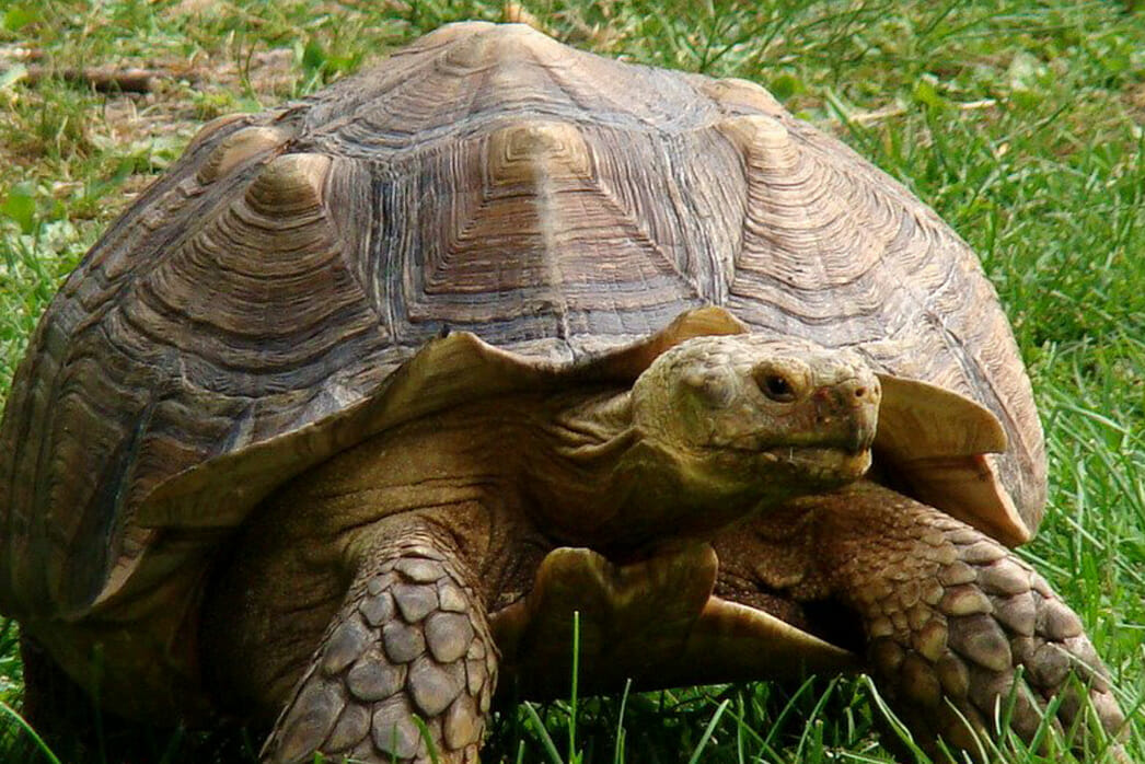 Detroit Zoo - African Spurred Tortoise - Photo by Patti Truesdell