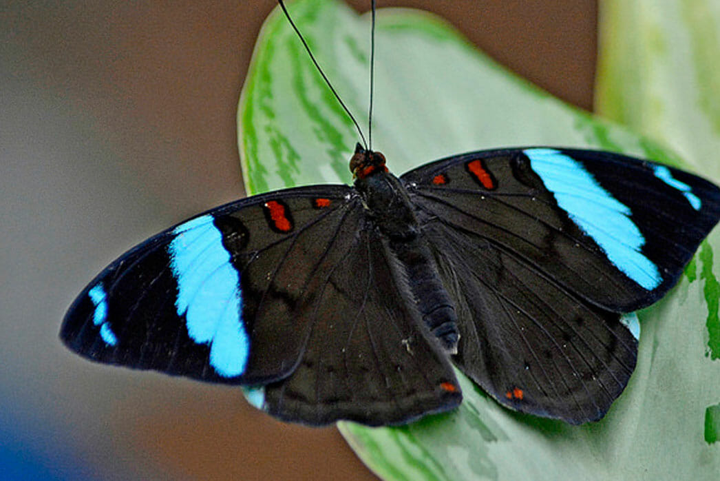 Butterfly - Detroit Zoo