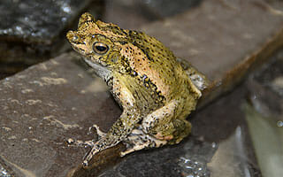 Frogs/Toads SSP