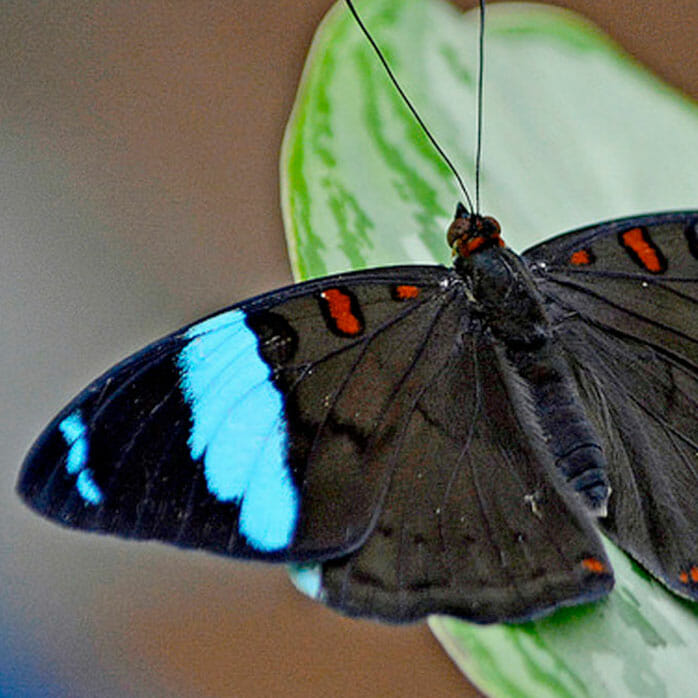 Detroit Zoo - Butterfly Gallery