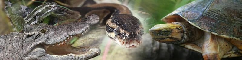Detroit Zoo - Holden Reptile Conservation Center
