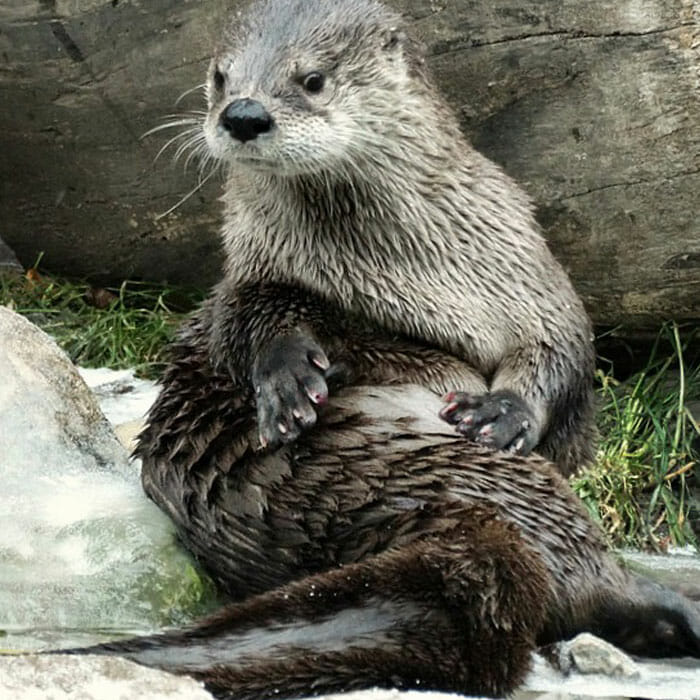 Detroit Zoo - Edward Mardigian Sr. River Otter Habitat