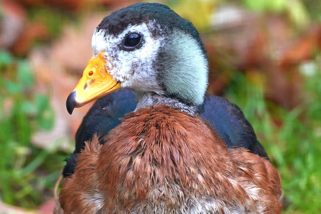 Detroit Zoo - African Pygmy Goose