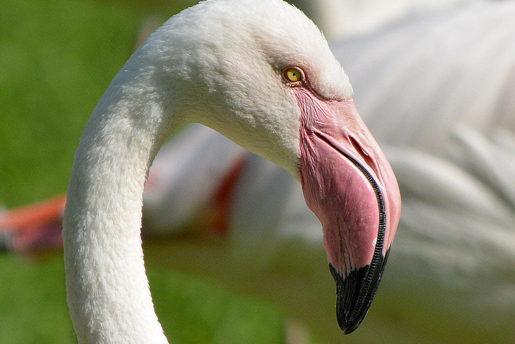 Detroit Zoo - Greater Flamingo - Photo by Roy Lewis