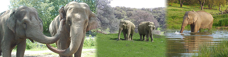 Detroit Zoo - Elephants Wikie and Wanda