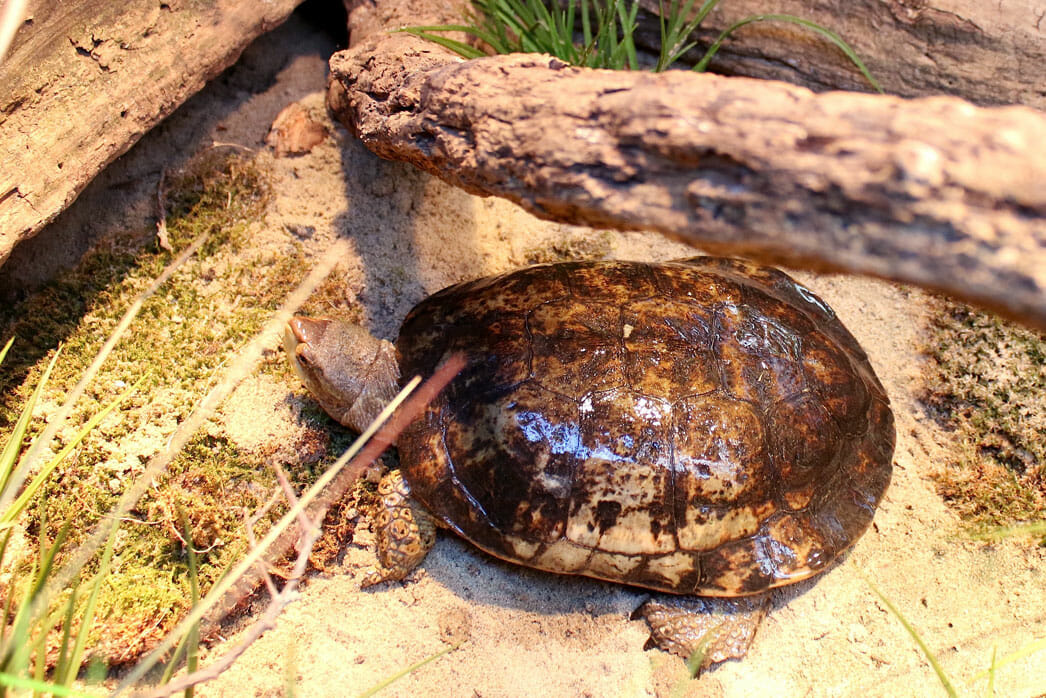 Western/Pacific Pond Turtle