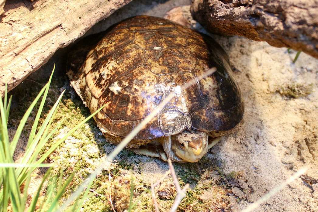 Western/Pacific Pond Turtle