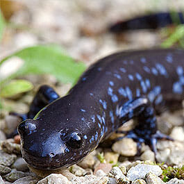 A salamander on some pebbles