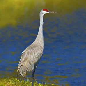 A sandhill crane standing in a pond
