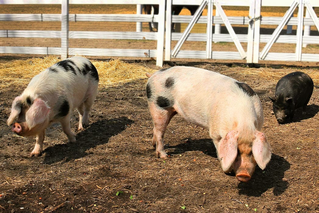 A photo of three pigs grazing at the Detroit Zoo barnyard