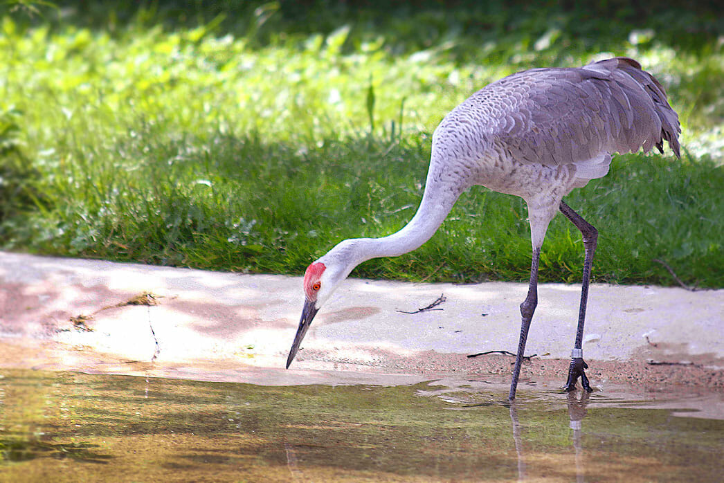 Sandhill crane - Detroit Zoo