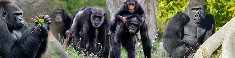 A photo of several chimpanzees and gorillas at the Detroit Zoo