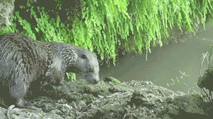 A Eurasian otter in the wild