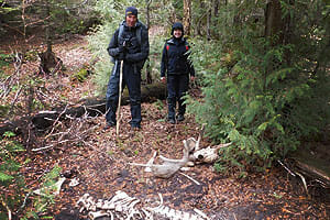 Isle Royale Wolf Kill Site