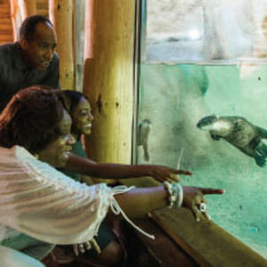Family looking at otters