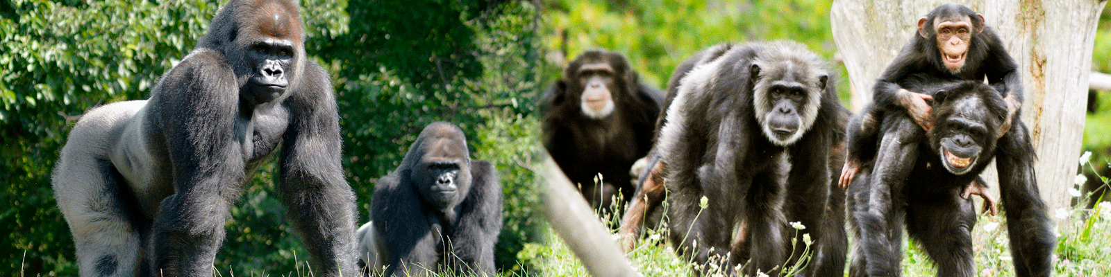 Gorillas and chimpanzees