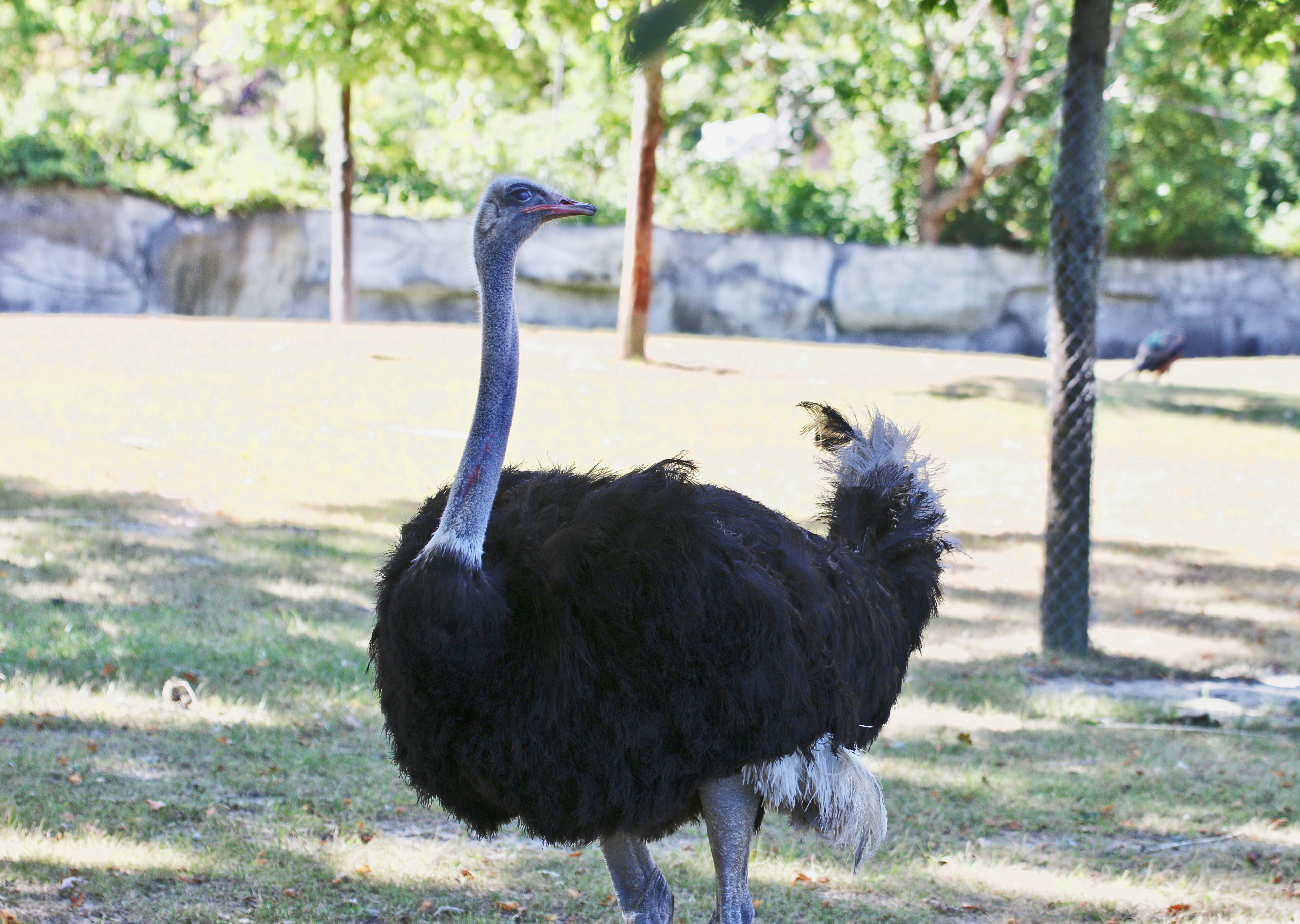 Ostrich - Detroit Zoo