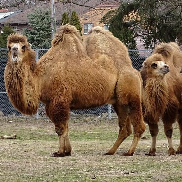 large camel enjoying sunshine