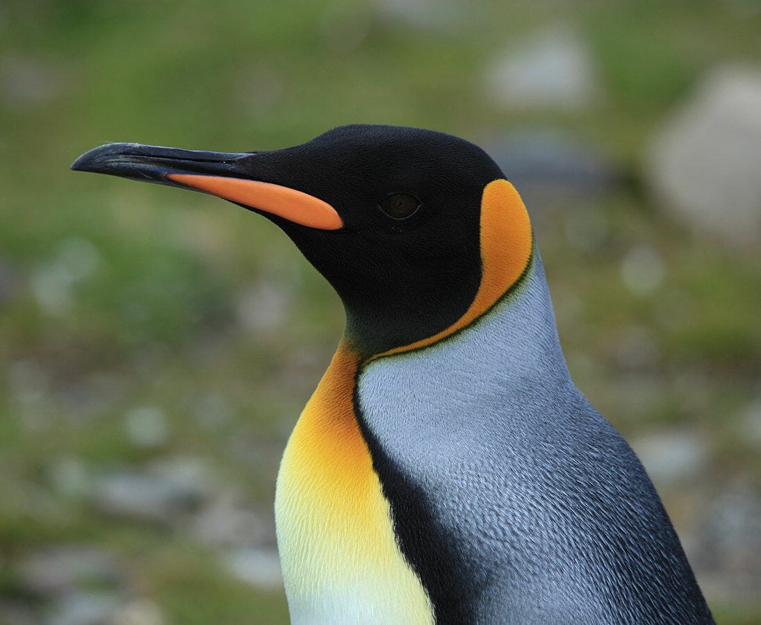 Penguin - king - Detroit Zoo