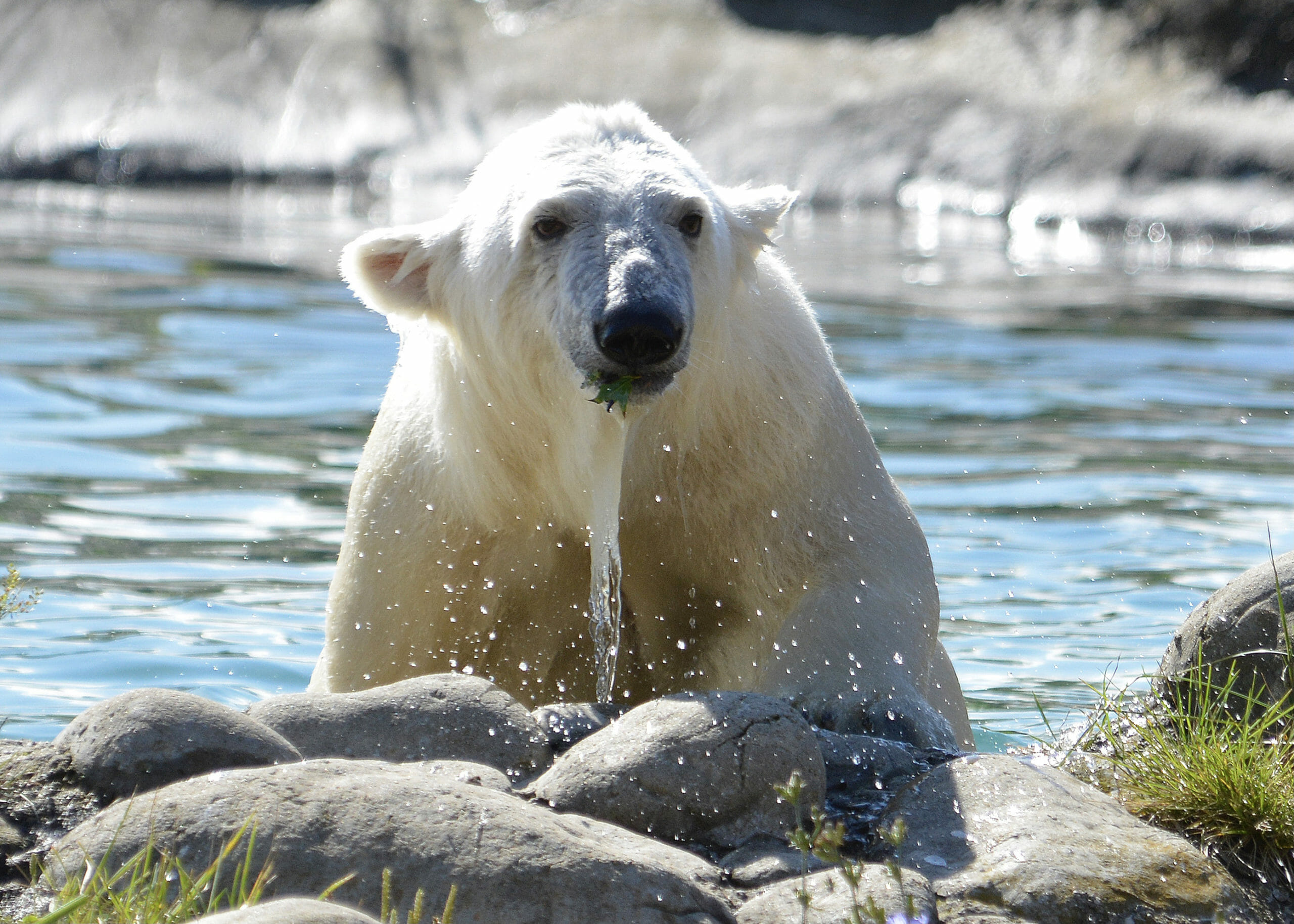 Polar bear - Detroit Zoo