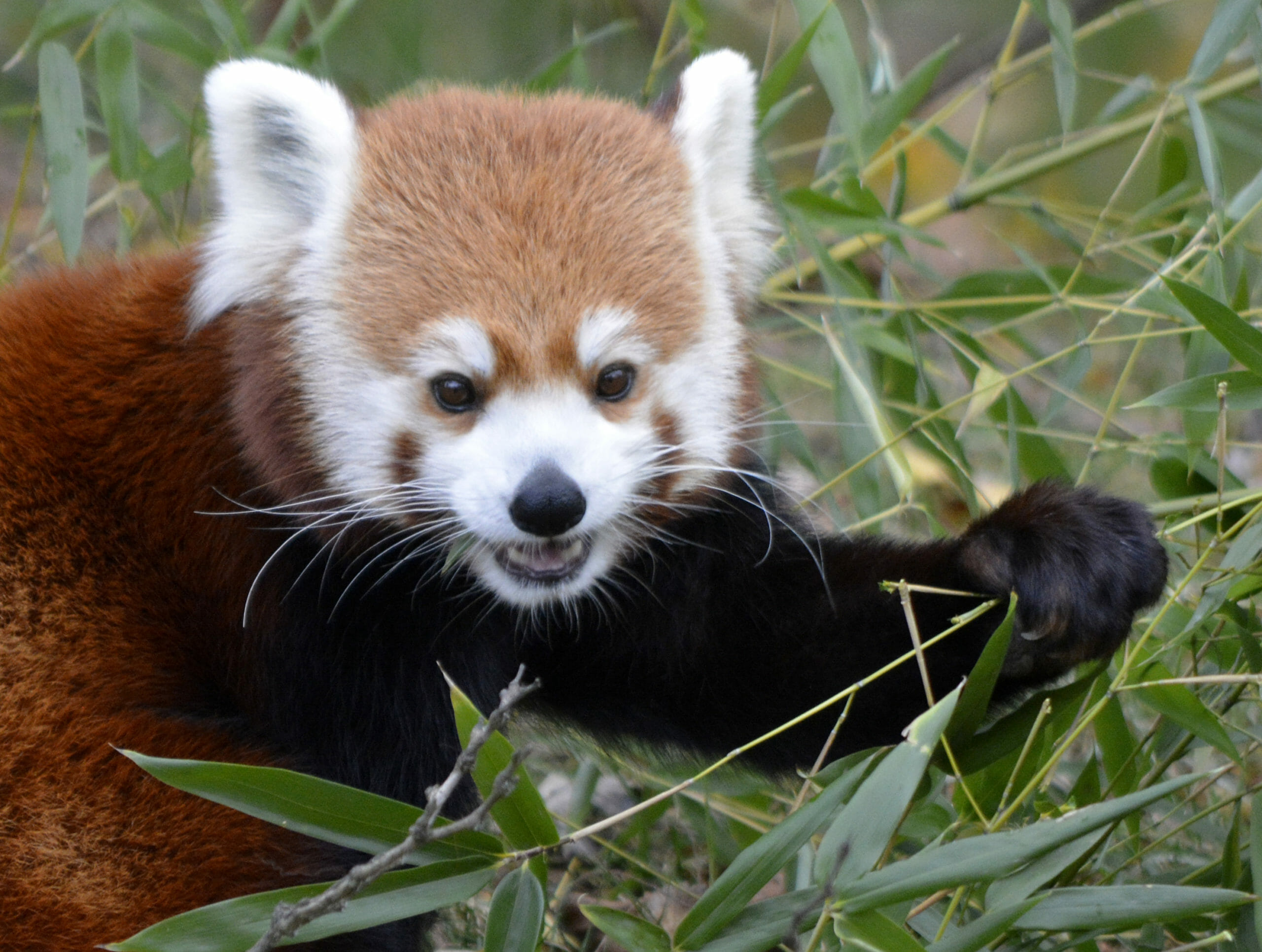 Red panda - Detroit Zoo