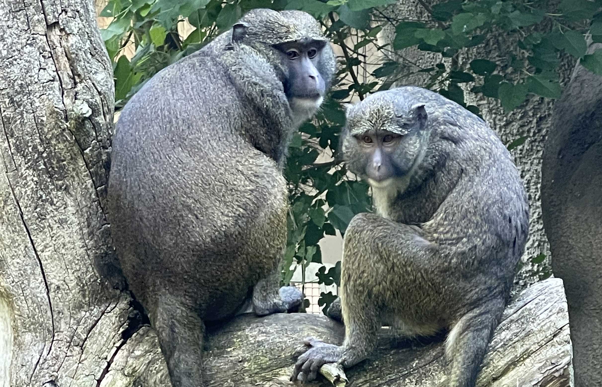Allen's Swamp Monkeys - Detroit Zoo