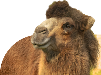 Bactrian Camel
