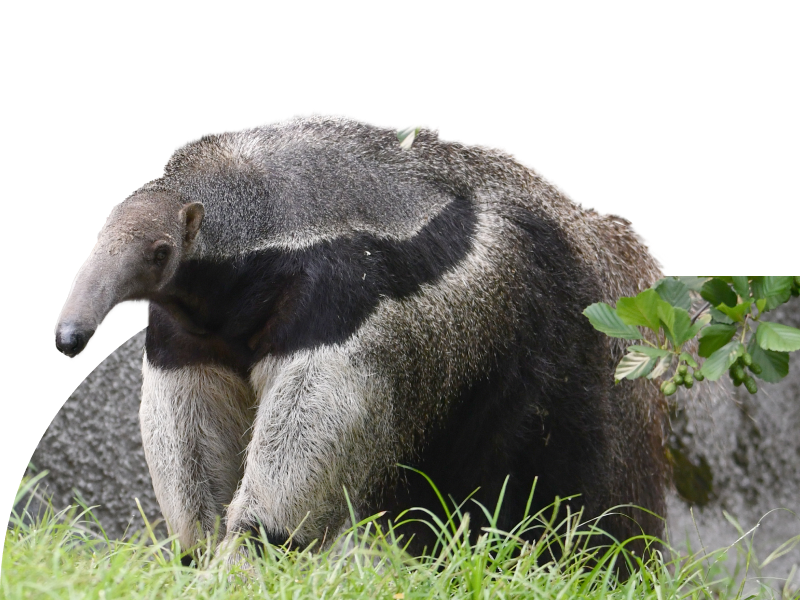 Giant Anteater