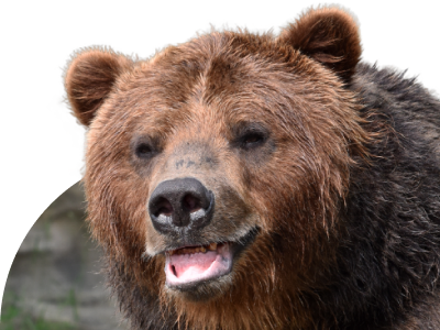 Grizzly Bear